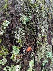 Leiobunum ventricosum