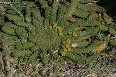 Euphorbia flanaganii