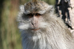 Macaca fascicularis