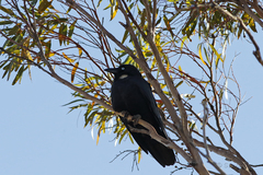 Corvus bennetti