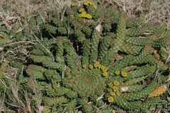 Euphorbia flanaganii