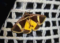 Fodina stola