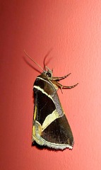 Fodina stola