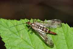 Panorpa cognata