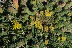 Euphorbia flanaganii