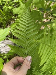Athyrium yokoscense