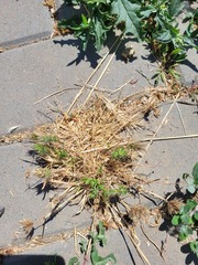 Eremopyrum orientale