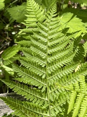 Athyrium yokoscense