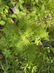 Athyrium yokoscense