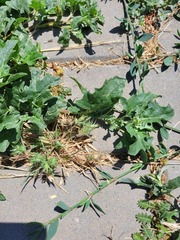 Eremopyrum orientale