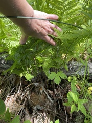 Athyrium yokoscense
