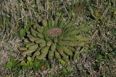 Euphorbia flanaganii
