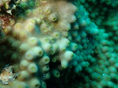 Turbinaria stellulata