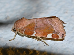 Cosmia diffinis