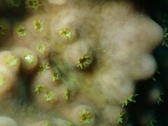 Turbinaria stellulata