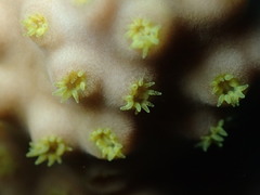 Turbinaria stellulata