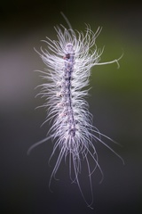 Chrysaeglia magnifica