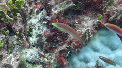 Pseudojuloides splendens