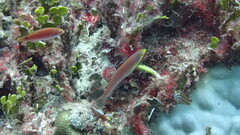 Pseudojuloides splendens