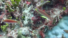 Pseudojuloides splendens