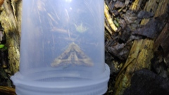 Phlogophora