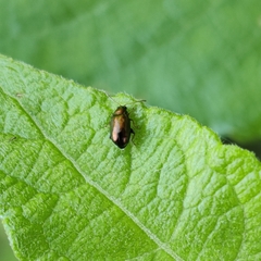 Crepidodera fulvicornis
