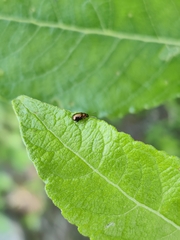 Crepidodera fulvicornis