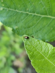Crepidodera fulvicornis