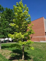 Liquidambar styraciflua