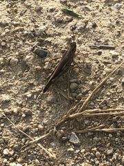 Aiolopus thalassinus tamulus