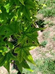 Liquidambar styraciflua