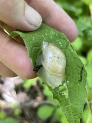 Succinea lauta