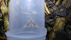 Phlogophora