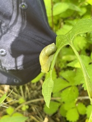 Succinea lauta