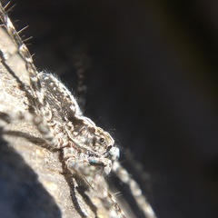 Acantholycosa lignaria