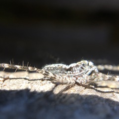 Acantholycosa lignaria