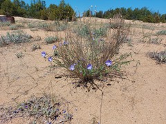 Linum komarovii