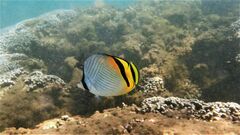 Chaetodon vagabundus