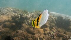 Chaetodon vagabundus