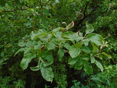 Malus domestica