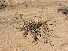 Scrophularia incisa