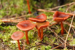Cortinarius kula