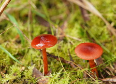 Cortinarius kula