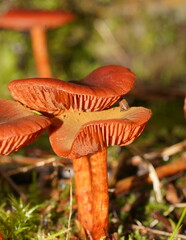 Cortinarius kula