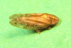 Aphrophora saratogensis