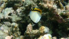 Chaetodon vagabundus