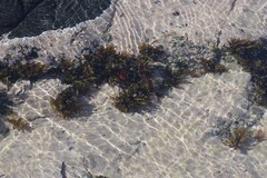 Sargassum incisifolium
