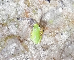 Hyla intermedia perrini