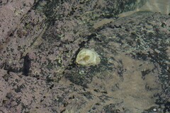 Striostrea margaritacea