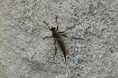 Neomochtherus geniculatus